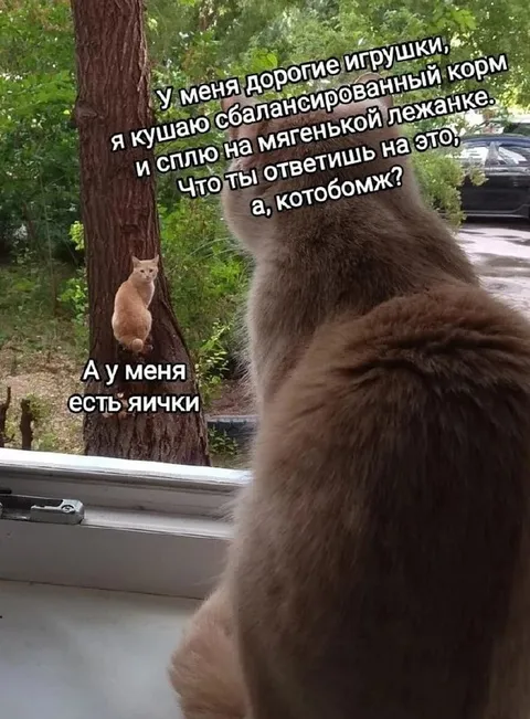 У меня есть яички