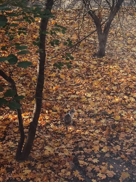 Кот сидит среди осенних листьев
