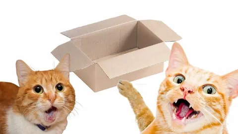 Коты и пустая коробка