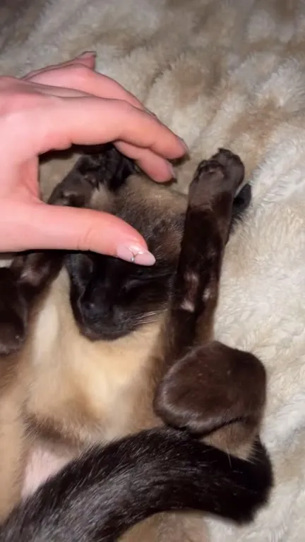 Сиамский котик спит вверх лапками