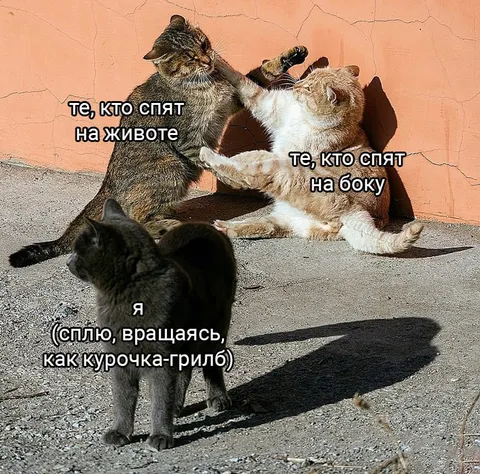 Кошки о позах сна