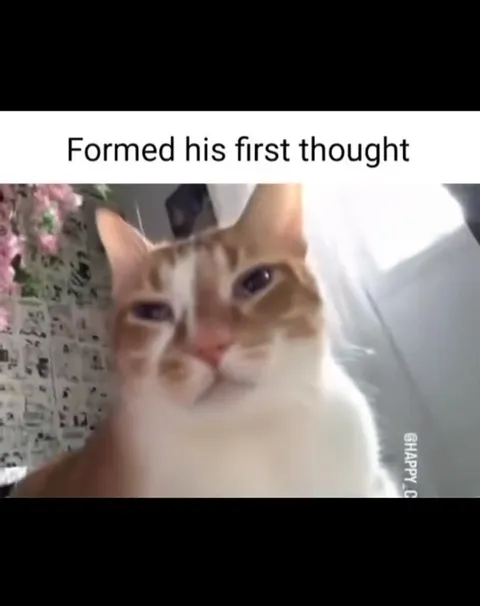 Cat Forms His First Thought