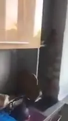 Кот спрятался на шкафу