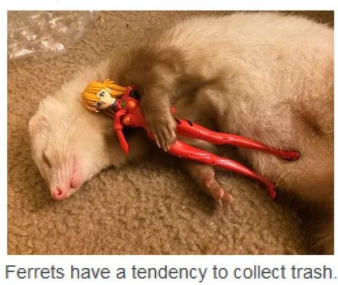Ferret Collects Plastic Trash