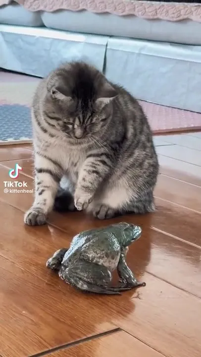 Кот знакомится с лягушкой
