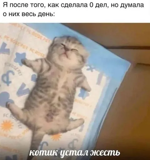 Котик устал жесть