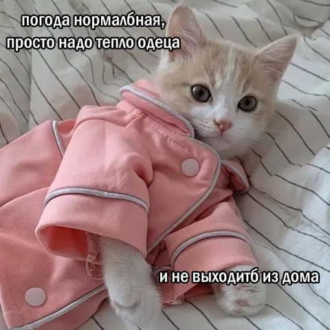 Котёнок в тёплой одежде