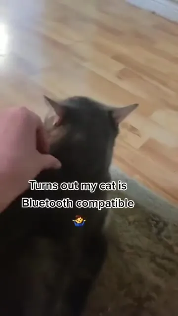 Bluetooth-Compatible Cat
