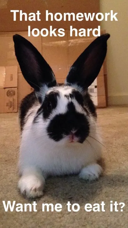 Rabbit Offers to Eat Homework