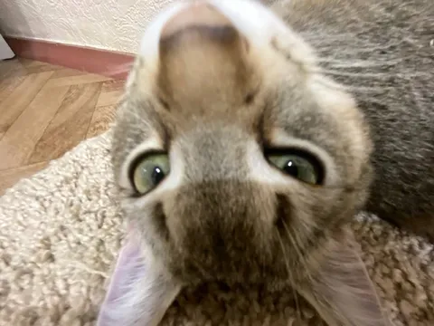 Перевёрнутый удивлённый кот