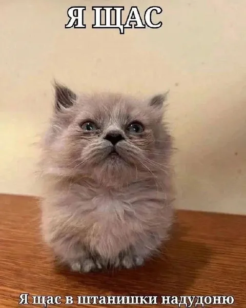 Кот сейчас в штанишки надуется