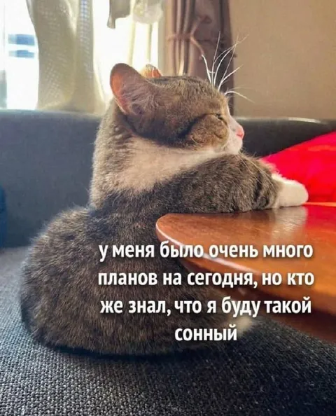 Кот и планы на сегодня