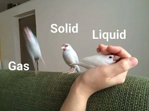 Solid Liquid Gas Birds