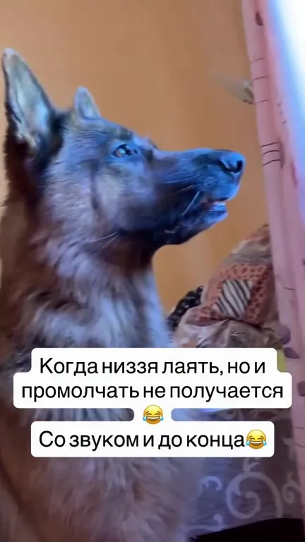 Когда нельзя лаять, но молчать не получается