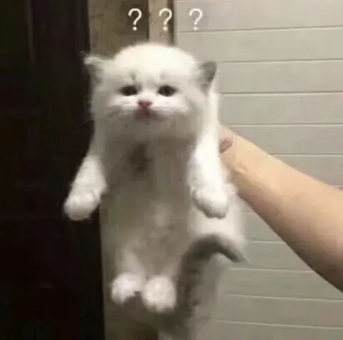 Белый кот в замешательстве