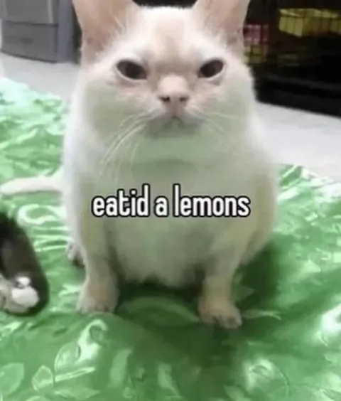 Cat Eating a Lemon