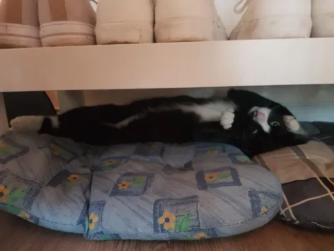 Кот прячется под полкой