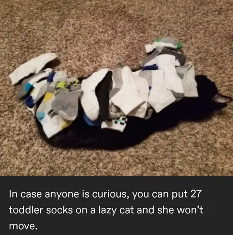 Cat Wearing 27 Toddler Socks