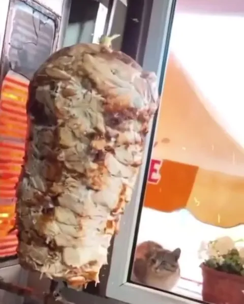 Кот смотрит на шаурму