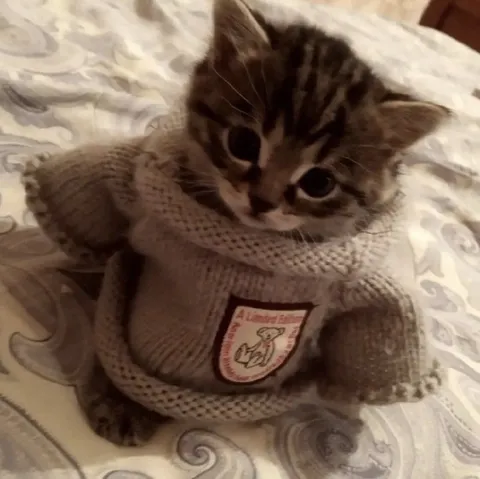 Kitten in a Bear Sweater