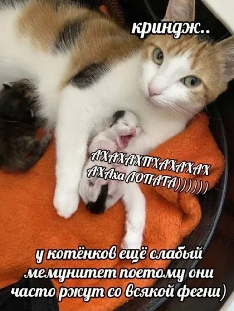 Котята ржут со всякой фигни