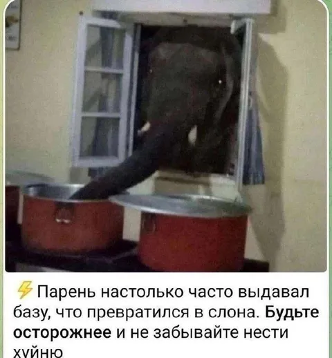 Парень превратился в слона
