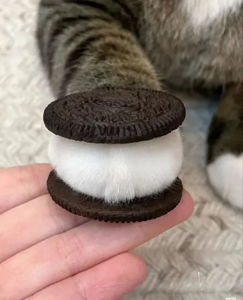 Котёнок Oreo
