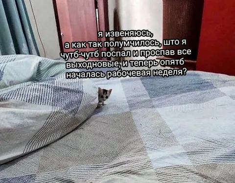 Кот проспал все выходные