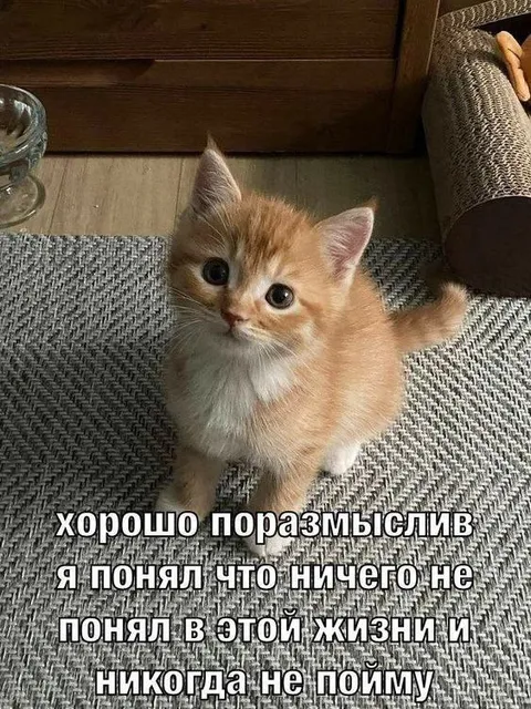 Хорошо поразмысливший котёнок