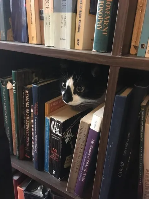 Cat Hiding Among Books