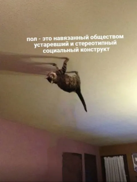 Кот на потолке о гендере