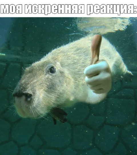 Моя искренняя реакция