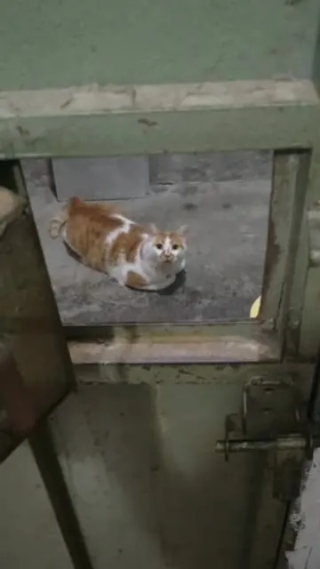 Кот за дверцей