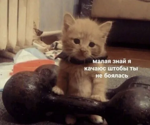 Котёнок качается ради тебя