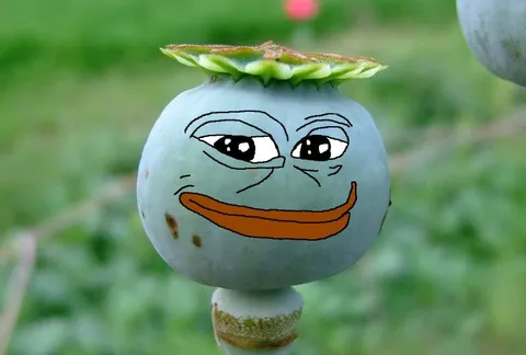 Троллфейс на маковой коробочке