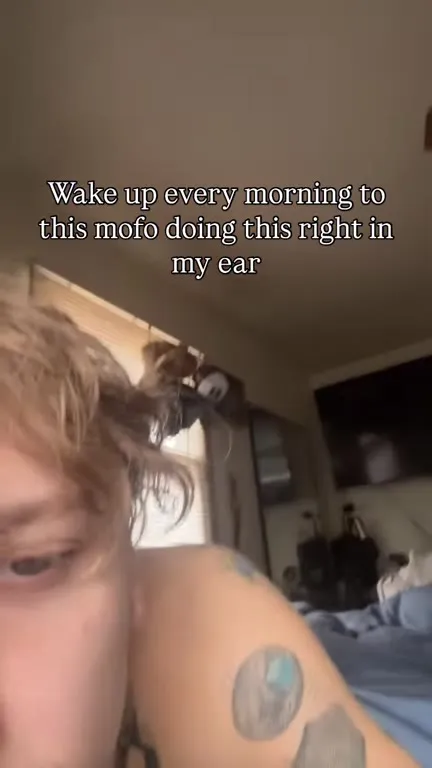 Cat Purring in His Ear Every Morning
