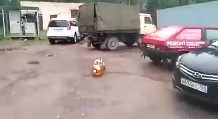Собака против колбасы