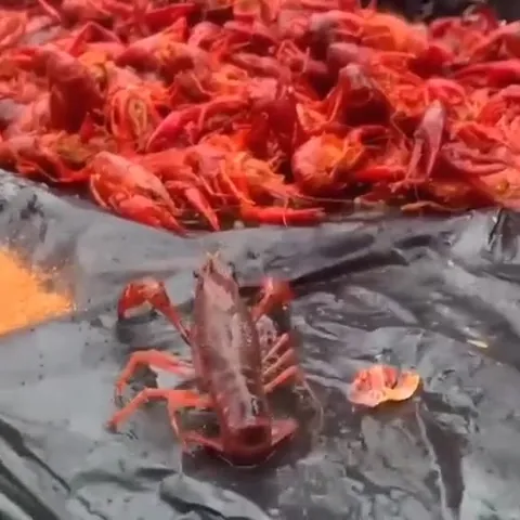 Рак среди своих
