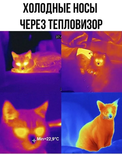 Холодные носы через тепловизор