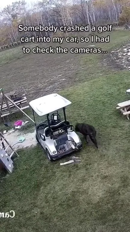 Golf Cart Blames the Car