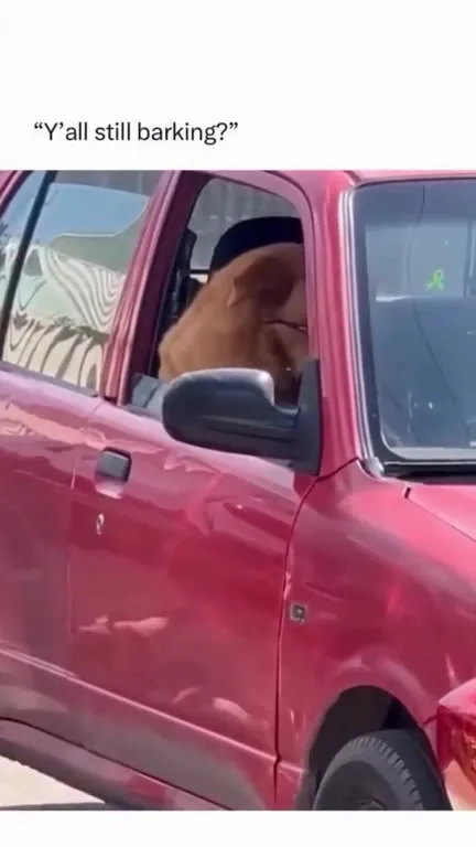 Dog in Sunglasses Ignores the Barking