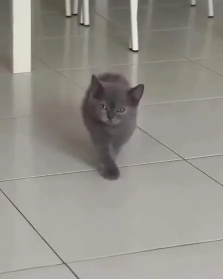 Кот идёт навстречу