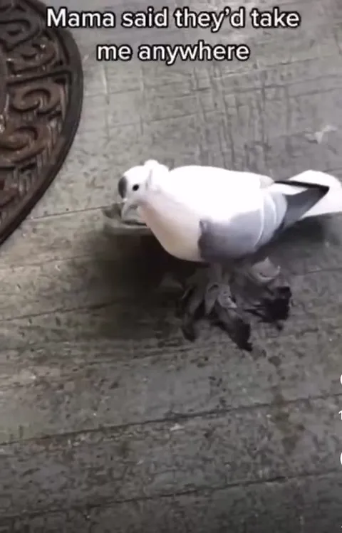 Magic Shoes Pigeon