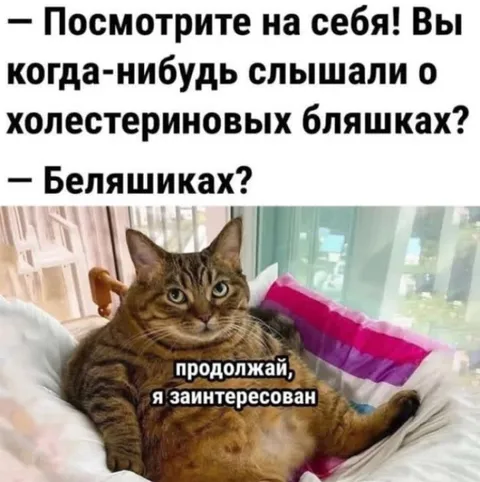Кот заинтересовался холестериновыми бляшками