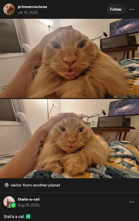 Visitor From Another Planet Cat