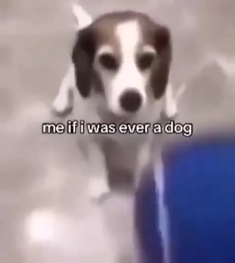 Me If I Was Ever a Dog