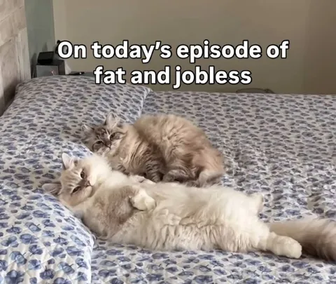 Fat and Jobless Cats