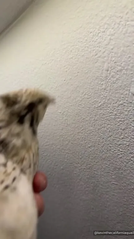 Splendid Job Goosey