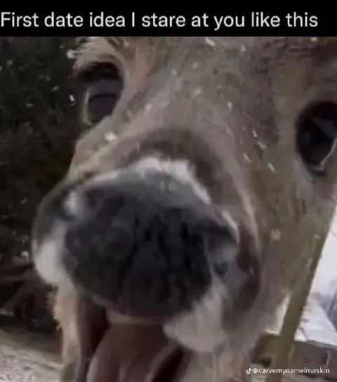 First Date Cow Stare