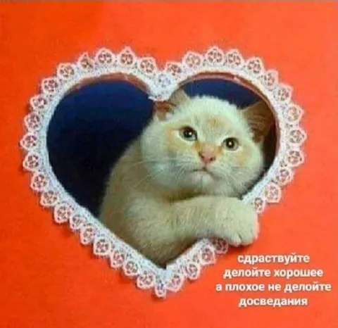 Кот в сердечке желает добра